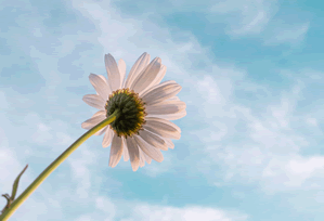 黑料深度揭秘:八卦风波背后,圈内人在酒吧后巷的角色罕见令人意外